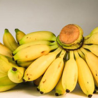 集年鲜广西小米蕉 软糯香甜当季现摘现发热带新鲜水果整箱丑拇指萌香蕉 净重4.5斤