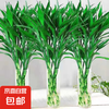  富贵竹 水培植物 60cm 5枝