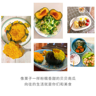贝贝南瓜板栗味小南瓜新鲜老南瓜粉婴儿惠和一号贝贝瓜