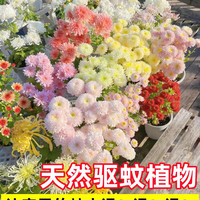 绿枝春 除虫菊 oAhj4M 花种 500粒+肥 10种花色混色