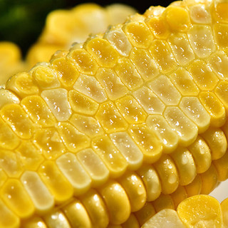 树悦 云南水果玉米新鲜甜玉米现摘玉米棒生鲜蔬菜可生吃火锅食材 4.5-5斤新鲜采摘 自有农场