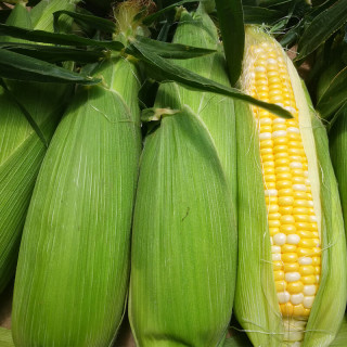 树悦 云南水果玉米新鲜甜玉米现摘玉米棒生鲜蔬菜可生吃火锅食材 4.5-5斤新鲜采摘 自有农场