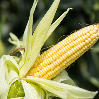 树悦 云南水果玉米新鲜甜玉米现摘玉米棒生鲜蔬菜可生吃火锅食材 4.5-5斤新鲜采摘 自有农场