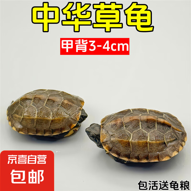 外塘中华草龟活体小乌龟宠物情侣金线苗活物草龟黑腹墨龟好养耐活 3-4厘米 2只情侣草龟