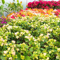 惜林园三角梅盆栽带花老桩重瓣大花树苗爬藤室内外耐寒四季好养绿植 加州黄金 不含盆