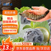 鲜美来 A黑虎虾皇虾滑100g/袋  火锅虾丸  黑虎虾    烧烤食材 关东煮