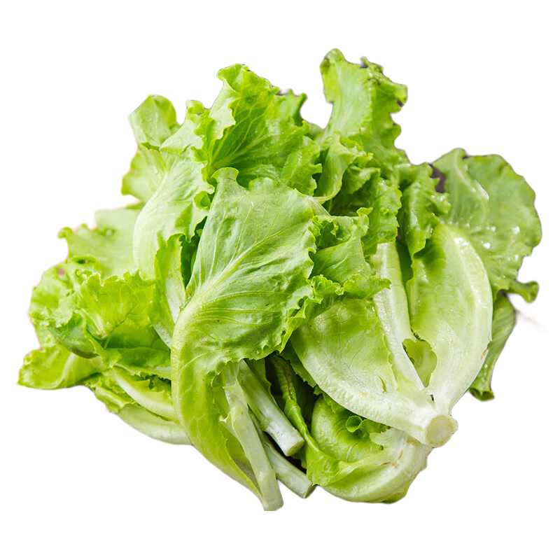听蔬有机生菜 新鲜现采摘 爽口生食沙拉火锅食材 无农残激素健康轻食  绿生菜
