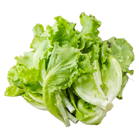 听蔬有机生菜 新鲜现采摘 爽口生食沙拉火锅食材 无农残激素健康轻食  绿生菜