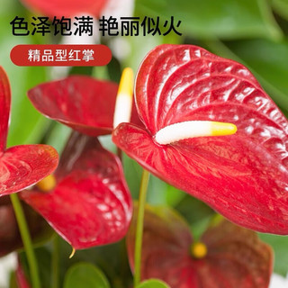 特级红掌鸿运当头盆栽绿植花卉室内客厅好养四季开花白掌一帆风顺水培好养活美观 特级大号红掌1株原盆+肥料 含盆