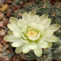 绯花玉仙人球会开花的仙人球纯绿趣味植物办公室内电脑桌面小盆栽