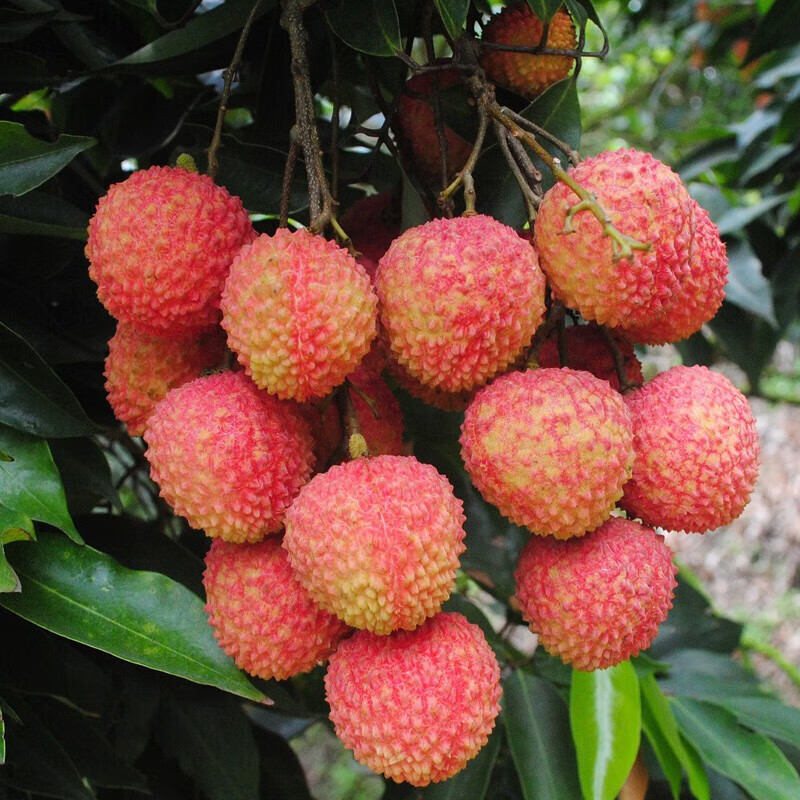 拾贝壳新鲜妃子笑荔枝2025现摘海南妃子笑荔枝老树当季水果生鲜 装 全国仓
