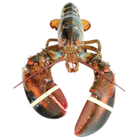 鲟好物 波士顿龙虾大波龙 冰鲜冷冻澳洲大龙虾