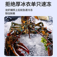 鲟好物 波士顿龙虾大波龙 冰鲜冷冻澳洲大龙虾虾类 4.6-5斤/只 1只大波龙