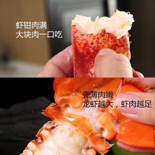 鲟好物 波士顿龙虾大波龙 冰鲜冷冻澳洲大龙虾