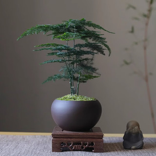 八芽文竹盆栽植物室内客厅中式禅意盆景好养绿植办公室摆件创意花卉 莲花盆文竹（带密胺托） 带盆栽好