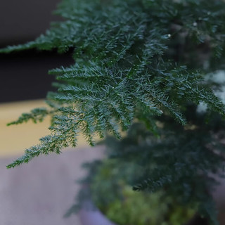 八芽文竹盆栽植物室内客厅中式禅意盆景好养绿植办公室摆件创意花卉 莲花盆文竹（带密胺托） 带盆栽好