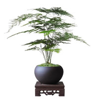 八芽文竹盆栽植物室内客厅中式禅意盆景好养绿植办公室摆件创意花卉 莲花盆文竹（带密胺托） 带盆栽好