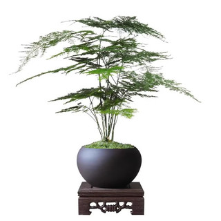 八芽文竹盆栽植物室内客厅中式禅意盆景好养绿植办公室摆件创意花卉 莲花盆文竹（带密胺托） 带盆栽好