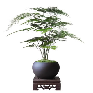 八芽文竹盆栽植物室内客厅中式禅意盆景好养绿植办公室摆件创意花卉 莲花盆文竹（带密胺托） 带盆栽好
