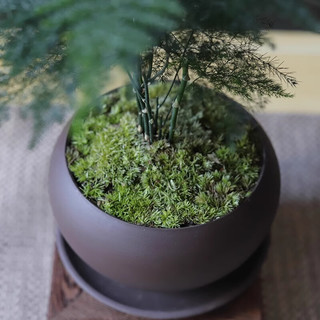 八芽文竹盆栽植物室内客厅中式禅意盆景好养绿植办公室摆件创意花卉 莲花盆文竹（带密胺托） 带盆栽好