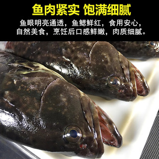 蝶岛船说 东山岛冷冻石斑鱼 深海龙胆石斑鱼 海捕珍珠斑 海鲜水产 500g-600g/条 共两条
