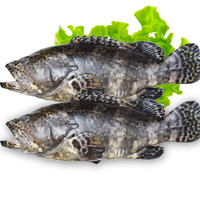 蝶岛船说 东山岛冷冻石斑鱼 深海龙胆石斑鱼 海捕珍珠斑 海鲜水产 400-500g/条  共两条