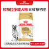 皇家 拉布拉多老年犬狗粮 大型犬 SLR30 全价犬粮≥5岁 3KG