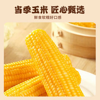东北黄糯玉米棒新鲜香甜粘黏苞米真空装低脂早餐代餐速食粗粮饱腹