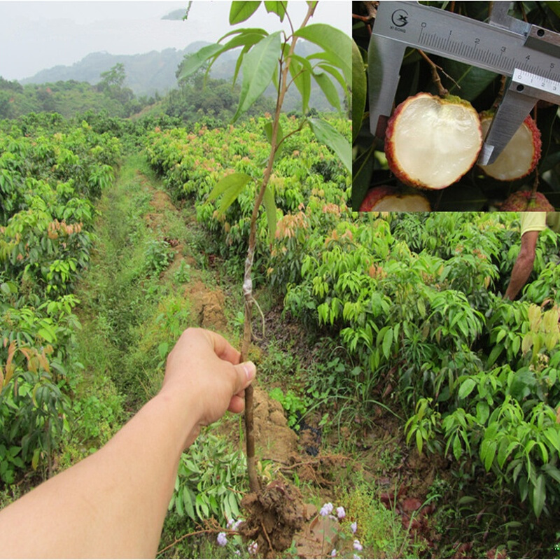 周金祥荔枝苗果树苗桂味糯米糍妃子笑无核荔枝树苗南北方种植 当年结果 桂味荔枝 四年苗