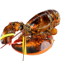 百鲜洽特大龙虾波士顿龙虾 活冻波龙澳洲大龙虾海鲜水产冰鲜 （净重）