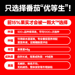 一颗大 樱桃番茄精品458g*4盒