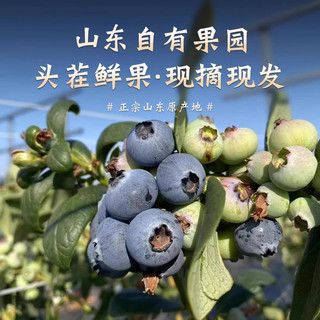 山东蓝莓鲜果特大果现摘现发自带花香蓝梅一整箱露天蓝莓