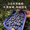山东蓝莓鲜果特大果现摘现发自带花香蓝梅一整箱露天蓝莓