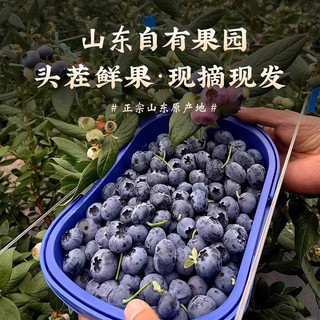 山东蓝莓鲜果特大果现摘现发自带花香蓝梅一整箱露天蓝莓