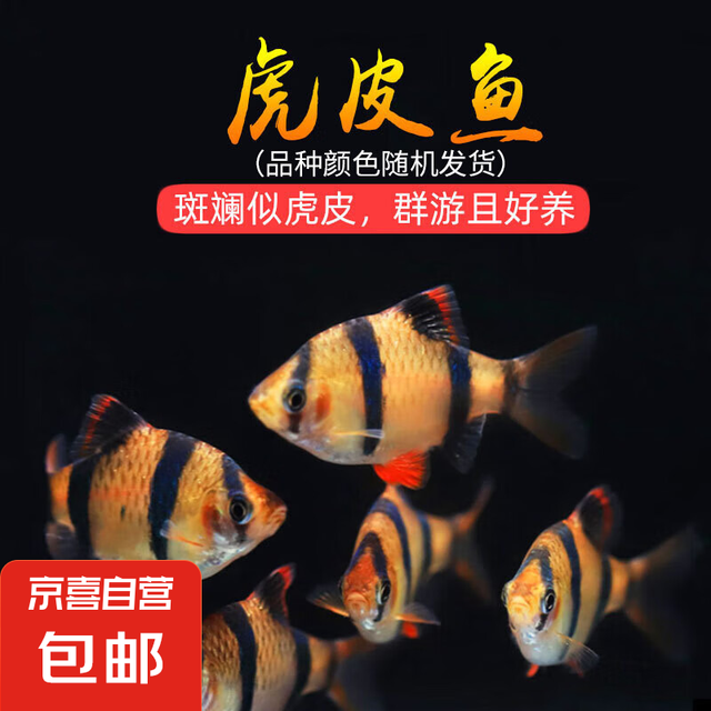 京喜 四间虎皮 4+1备损（3-3.5cm）