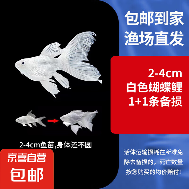 京喜 2-4cm白色蝴蝶鲤1条送1条备损