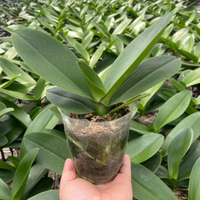 雅炫 蝴蝶兰花苗 大苗 不含盆 紫色恋人