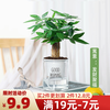 绿有意 绿植盆栽多肉花卉盆栽植物室内桌面水培绿植办公室客厅植物懒人 发财树（招财聚福）