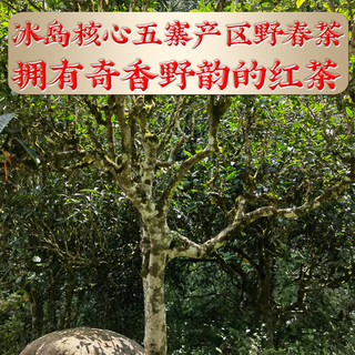 新益号红茶滇红茶云南冰岛普洱野生古树红茶晒红滇红茶叶礼盒装佳品 【尝鲜冰岛古树晒红】250克*1盒