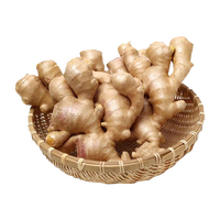 京鲜生山东安丘带泥大黄姜新鲜蔬菜生姜净含量(单果100g+)源头直发
