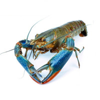 海蕴极鲜【活鲜】鲜活小龙虾 新鲜淡水大号澳洲蓝龙虾青龙虾烧烤