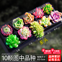 与花同行 多肉组合盆栽 10颗多肉按图发
