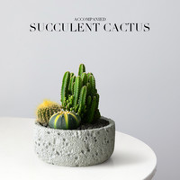 子乐湾 仙人掌盆栽组合多肉植物小仙人球办公室桌面绿植创意