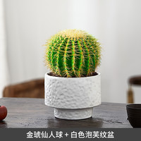 雨不停 金虎金琥仙人球仙人掌科多肉植物组合小盆栽绿植办公客厅桌面好养