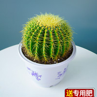 雨不停 大金琥仙人球小盆栽仙人掌科多肉植物庭院绿植金虎带盆幼儿园好养