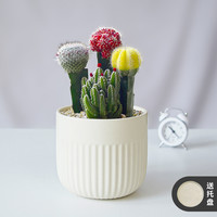 雨不停 仙人球室内小盆栽万重山多肉植物办公室幼儿园彩色仙人掌科三色球