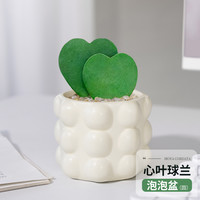 雨不停 心叶球兰小盆栽一片心多肉植物室内办公桌面绿植仙人掌科两片真心