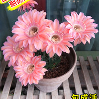 雨不停 开花仙人球仙人掌科带花苞绯花玉精品多肉植物幼儿园小盆栽好养活