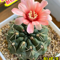 雨不停 开花仙人球 5~6cm 绯花玉 带盆栽好