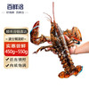 百鲜洽 特大龙虾波士顿龙虾1只装（600g-750g/只）